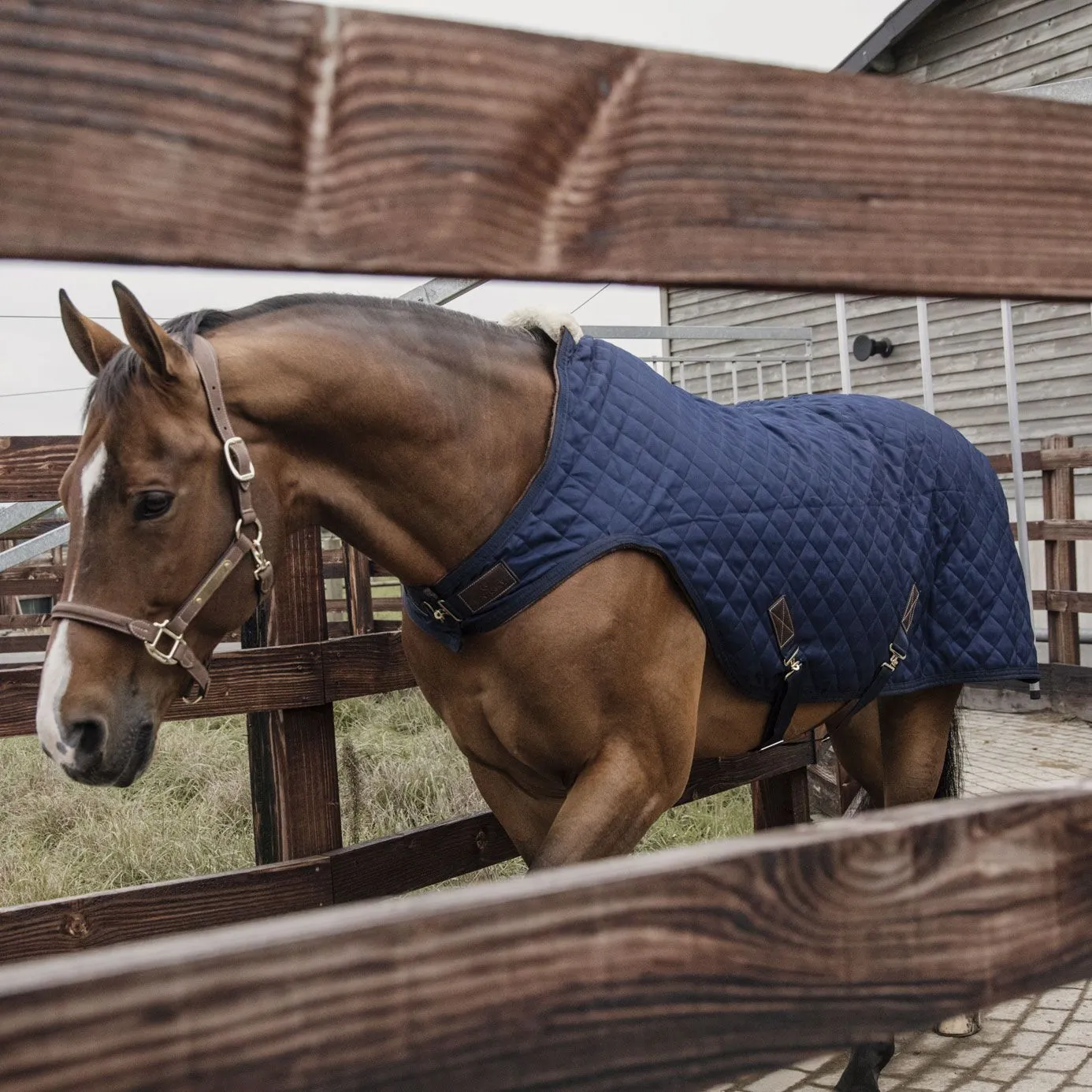 Kentucky Horsewear Walker Rug - Navy